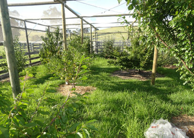 accommodation-gippsland-orchard